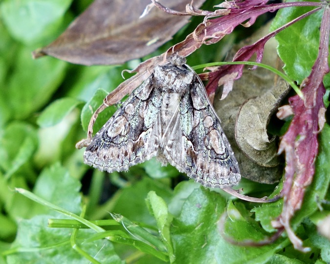 green-brindled crescent